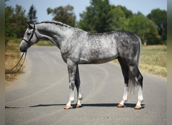 Koń oldenburski, Wałach, 4 lat, 170 cm, Siwa