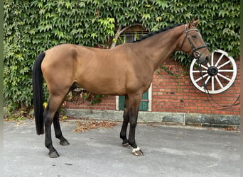 Koń oldenburski, Wałach, 4 lat, 171 cm, Gniada