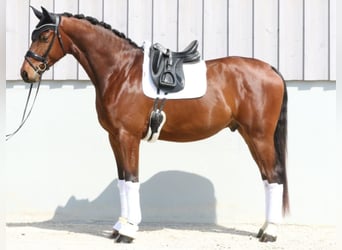 Koń oldenburski, Wałach, 4 lat, 171 cm, Gniada