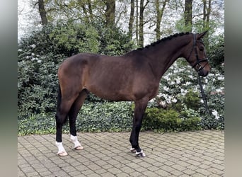 Koń oldenburski, Wałach, 4 lat, 172 cm, Ciemnogniada
