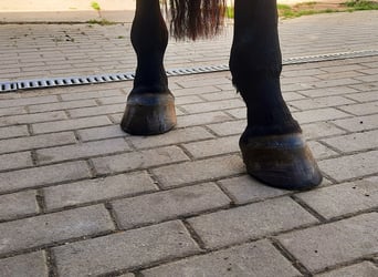 Koń oldenburski, Wałach, 4 lat, 172 cm