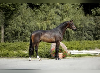 Koń oldenburski, Wałach, 4 lat, 172 cm, Skarogniada