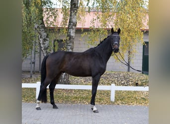 Koń oldenburski, Wałach, 4 lat, 173 cm, Ciemnogniada