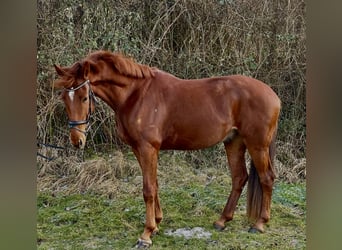 Koń oldenburski, Wałach, 4 lat, 173 cm, Kasztanowata