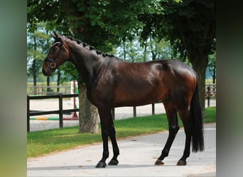 Koń oldenburski, Wałach, 4 lat, 174 cm, Ciemnogniada