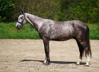 Koń oldenburski, Wałach, 4 lat, 174 cm, Siwa
