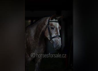 Koń oldenburski, Wałach, 4 lat, 174 cm, Siwa