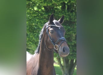 Koń oldenburski, Wałach, 4 lat, 175 cm, Ciemnogniada