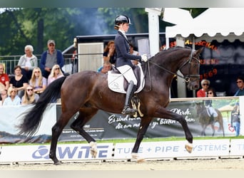 Koń oldenburski, Wałach, 4 lat, 175 cm, Ciemnogniada