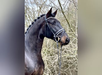 Koń oldenburski, Wałach, 4 lat, 175 cm, Ciemnogniada