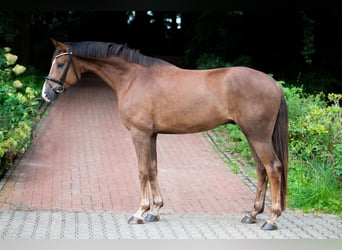 Koń oldenburski, Wałach, 4 lat, 175 cm, Ciemnokasztanowata