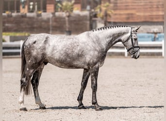 Koń oldenburski, Wałach, 4 lat, 175 cm, Siwa