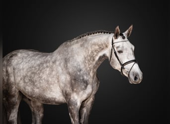 Koń oldenburski, Wałach, 4 lat, 175 cm, Siwa