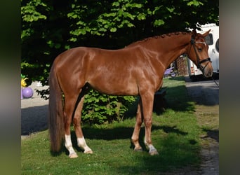 Koń oldenburski, Wałach, 4 lat, 176 cm, Kasztanowata