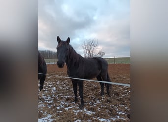 Koń oldenburski, Wałach, 5 lat, 160 cm, Skarogniada