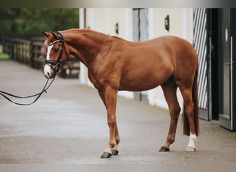 Koń oldenburski, Wałach, 5 lat, 162 cm, Kasztanowata