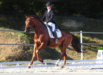 Koń oldenburski, Wałach, 5 lat, 164 cm, Kasztanowata