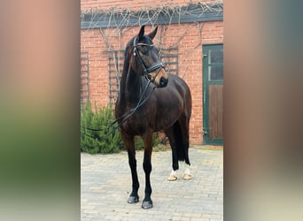 Koń oldenburski, Wałach, 5 lat, 165 cm, Gniada