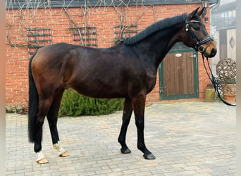 Koń oldenburski, Wałach, 5 lat, 165 cm, Gniada