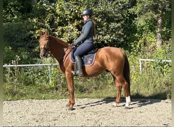 Koń oldenburski, Wałach, 5 lat, 165 cm, Kasztanowata