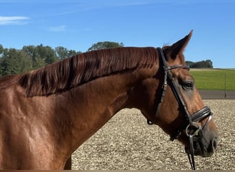 Koń oldenburski, Wałach, 5 lat, 165 cm, Kasztanowata