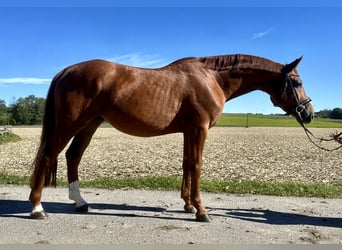 Koń oldenburski, Wałach, 5 lat, 165 cm, Kasztanowata