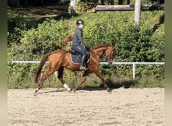 Koń oldenburski, Wałach, 5 lat, 165 cm, Kasztanowata