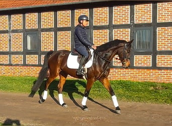 Koń oldenburski, Wałach, 5 lat, 166 cm, Ciemnogniada