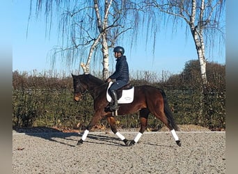 Koń oldenburski, Wałach, 5 lat, 166 cm, Ciemnogniada