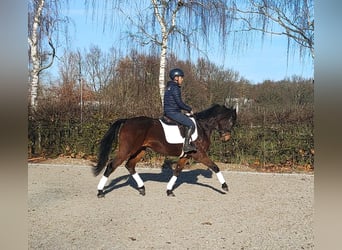 Koń oldenburski, Wałach, 5 lat, 166 cm, Ciemnogniada