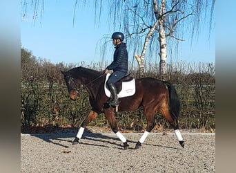 Koń oldenburski, Wałach, 5 lat, 166 cm, Ciemnogniada