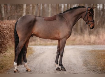 Koń oldenburski, Wałach, 5 lat, 166 cm, Gniada