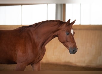 Koń oldenburski, Wałach, 5 lat, 167 cm, Ciemnokasztanowata