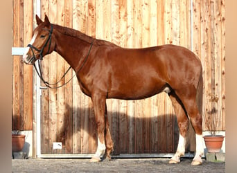 Koń oldenburski, Wałach, 5 lat, 167 cm, Kasztanowata