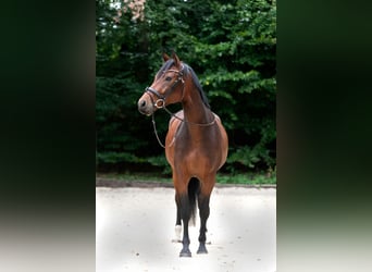 Koń oldenburski, Wałach, 5 lat, 168 cm, Ciemnogniada