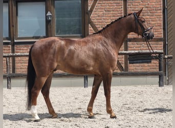 Koń oldenburski, Wałach, 5 lat, 168 cm, Ciemnokasztanowata