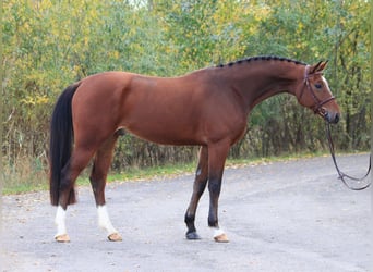Koń oldenburski, Wałach, 5 lat, 168 cm, Gniada