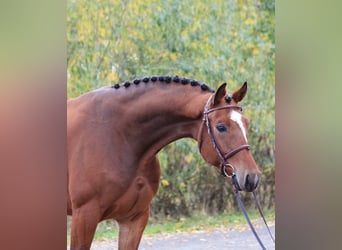 Koń oldenburski, Wałach, 5 lat, 168 cm, Gniada