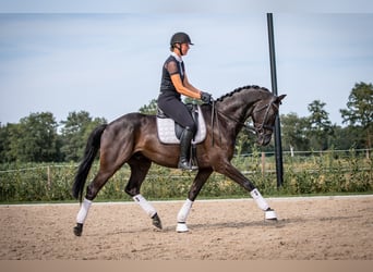 Koń oldenburski, Wałach, 5 lat, 168 cm, Kara