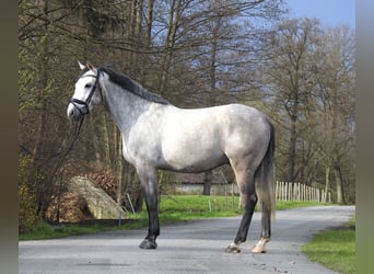 Koń oldenburski, Wałach, 5 lat, 168 cm, Siwa