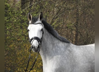 Koń oldenburski, Wałach, 5 lat, 168 cm, Siwa