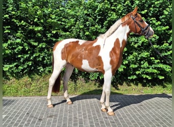Koń oldenburski, Wałach, 5 lat, 168 cm, Srokata