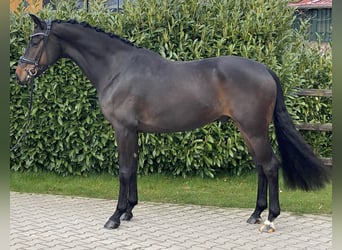 Koń oldenburski, Wałach, 5 lat, 169 cm, Ciemnogniada