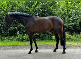 Koń oldenburski, Wałach, 5 lat, 169 cm, Ciemnogniada