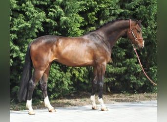 Koń oldenburski, Wałach, 5 lat, 169 cm, Gniada