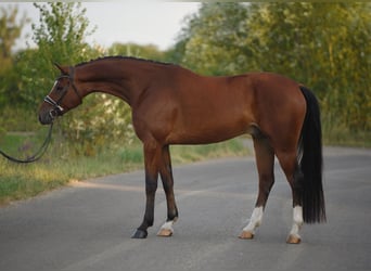 Koń oldenburski, Wałach, 5 lat, 169 cm, Gniada