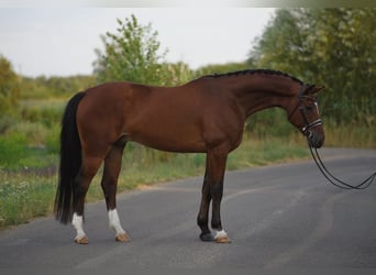 Koń oldenburski, Wałach, 5 lat, 169 cm, Gniada