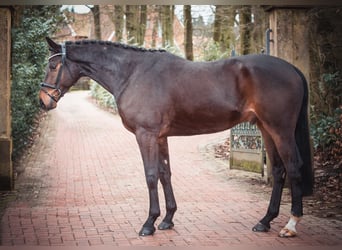 Koń oldenburski, Wałach, 5 lat, 170 cm, Ciemnogniada