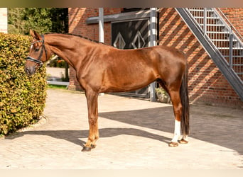 Koń oldenburski, Wałach, 5 lat, 170 cm, Ciemnokasztanowata