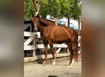 Koń oldenburski, Wałach, 5 lat, 170 cm, Cisawa